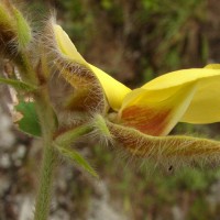 Crotalaria calycina Schrank